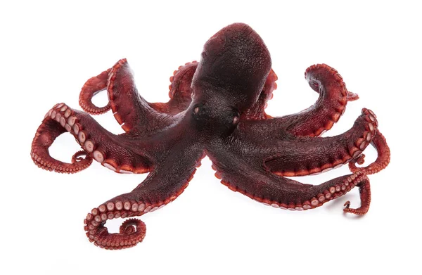 Octopus Vulgaris Izolowany Białego Tła — Zdjęcie stockowe