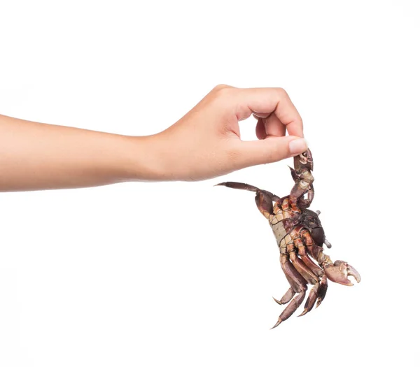 Hand Holding Fresh Crab Isolated White Background — Stock Photo, Image