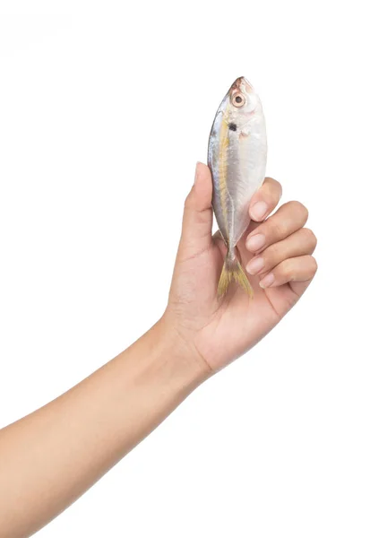 Hand Hält Frischen Fisch Isoliert Auf Weißem Hintergrund — Stockfoto