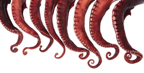 Tentacoli Polpo Isolati Fondo Bianco — Foto Stock