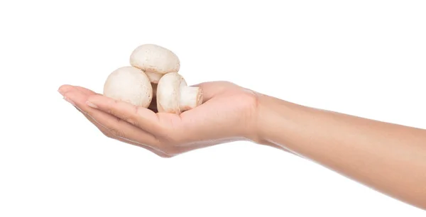 Mano Tenuta Champignon Fungo Isolato Sfondo Bianco — Foto Stock