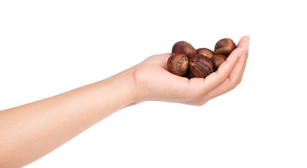 hand holding chestnuts isolated on white background