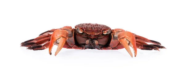 Cooked Whole Crab Isolated White Background — Stock Photo, Image