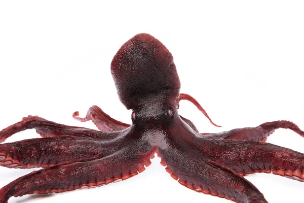 Octopus Met Tentakels Geïsoleerd Witte Achtergrond — Stockfoto
