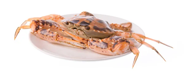 Fresh Crab Plate Isolated White Background — Stock Photo, Image