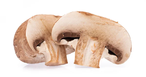 孢子囊蘑菇 白色背景下分离 — 图库照片