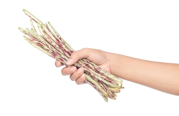 Mano Sosteniendo Frijoles Largos Púrpura Verde Aislados Sobre Fondo Blanco —  Fotos de Stock