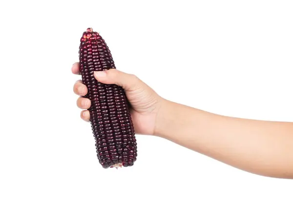 Рука Держит Фиолетовый Кукурузы Изолированы Белом Фоне — стоковое фото