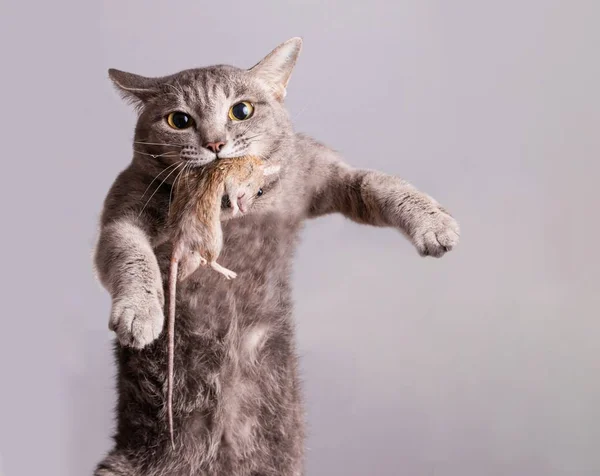 Katze Mit Beute Eine Tote Maus — Stockfoto