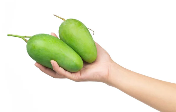 Χέρι Κρατώντας Πράσινο Φρούτο Μάνγκο Απομονωμένο Λευκό Φόντο — Φωτογραφία Αρχείου