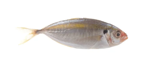 Свежая Рыба Изолирована Белом Фоне — стоковое фото