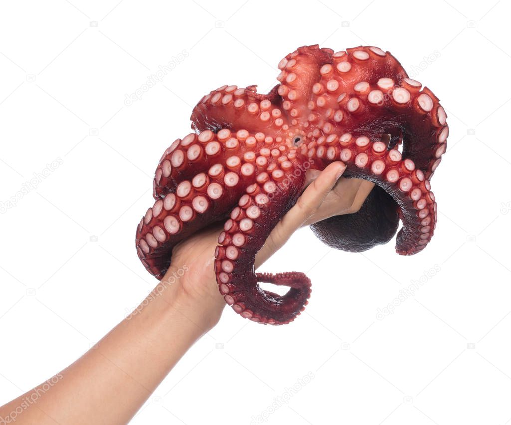 Hand holding fresh squid isolated on white background.