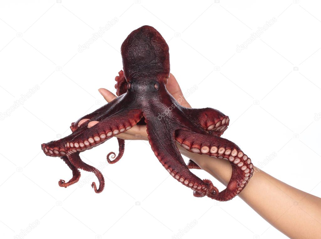 Hand holding fresh squid isolated on white background.