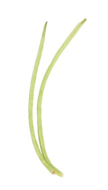 Beyaz arkaplanda yarım metre uzunluğunda fasulye izole