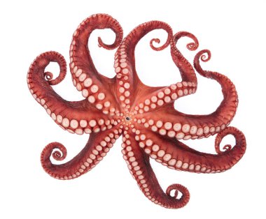 Beyaz arkaplanda izole edilmiş mürekkep balığı dokunaçlarının güzelliği