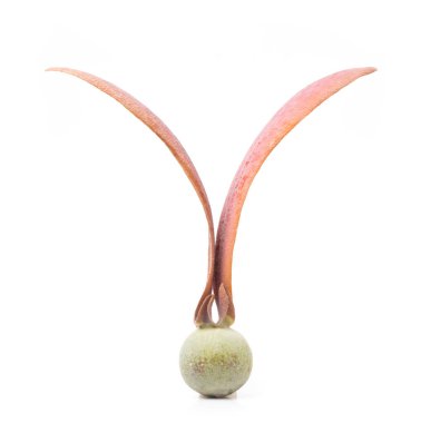 Dipterocarpus alatus Roxb Tohumları beyaz arkaplanda izole edildi