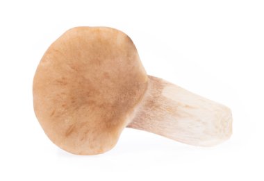 istiridye mantar beyaz arka plandan izole.