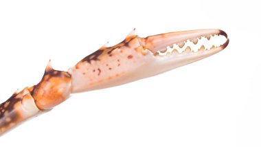 Pençe yengecinin yakınlaştırılması beyaz arkaplanda izole edildi