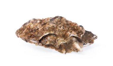 taze istiridye izole beyaz zemin üzerine