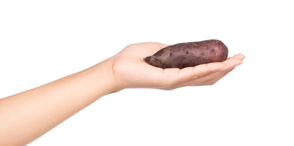 Hand Hålla Sweet Potatoe Isolerad Vit Bakgrund — Stockfoto