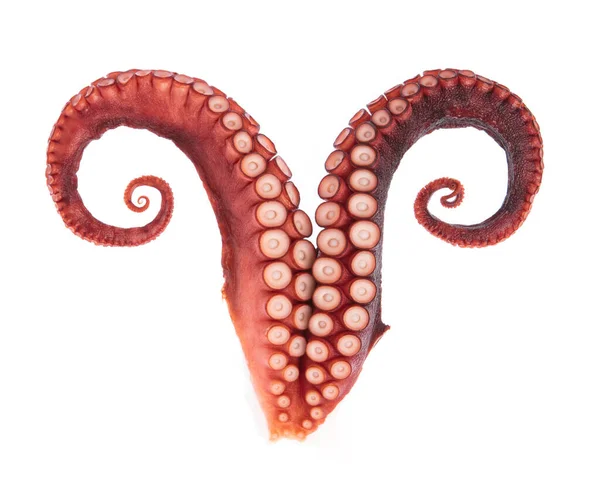 Chapadla Chobotnice Izolovaných Bílém Pozadí — Stock fotografie