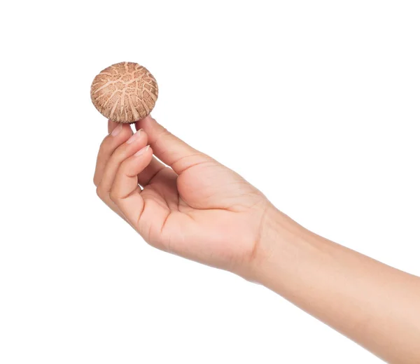 Mano Tenuta Shiitake Fungo Isolato Sfondo Bianco — Foto Stock