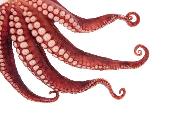 Hermoso Calamar Tentáculos Aislados Sobre Fondo Blanco —  Fotos de Stock