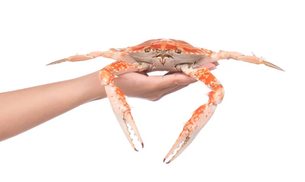 Hand Houden Gekookte Krab Bereid Geïsoleerd Witte Achtergrond — Stockfoto