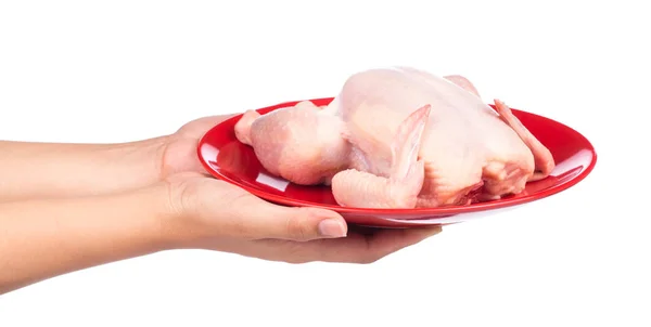 手押し白い背景に隔離された赤いプレートの上に生鶏 — ストック写真