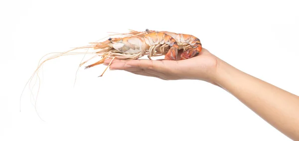 Hand Holding Shrimp Grilled Isolated White Background — Stock Photo, Image