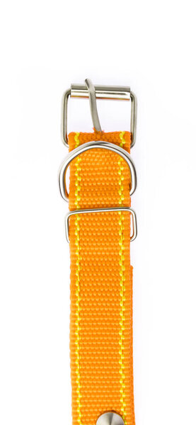 Orange of dog collar isolated on a white background