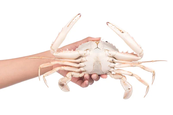 Hand Houden Gekookte Krab Bereid Geïsoleerd Witte Achtergrond — Stockfoto