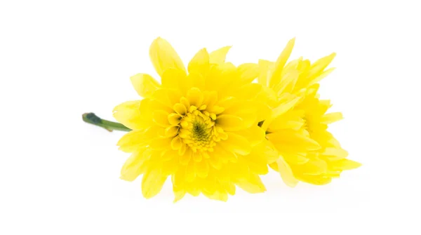 白色背景的黄菊花 — 图库照片