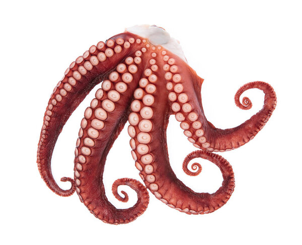Beautiful of a squid tentacles isolated on white background