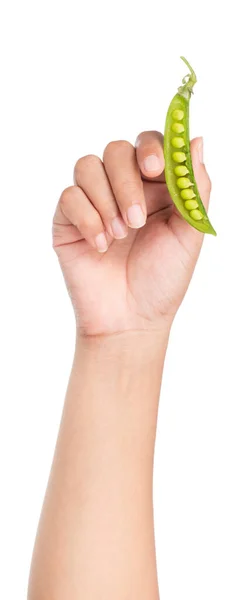 Mano Sosteniendo Frijol Cuerda Aislado Sobre Fondo Blanco — Foto de Stock