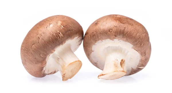 Champignon Mushroom在白色背景下被隔离 — 图库照片