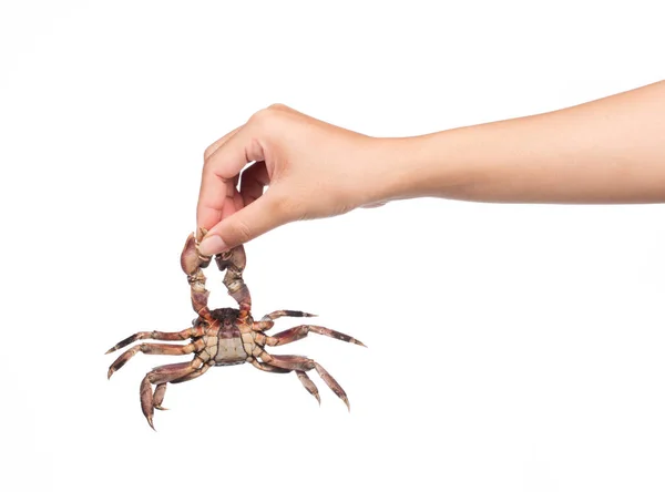 Hand Houden Verse Krab Geïsoleerd Witte Achtergrond — Stockfoto