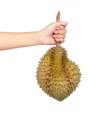 El ele tutuşan Durian meyveleri beyaz arka planda izole edilmiş.