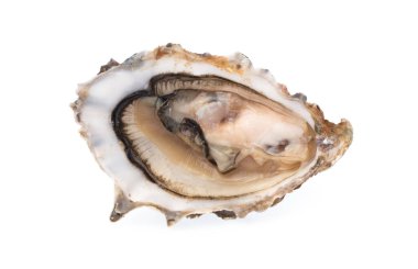 taze istiridye izole beyaz zemin üzerine