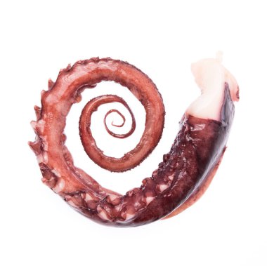 Ahtapot kolu beyaz arkaplanda izole edildi