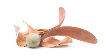 Dipterocarpus alatus Roxb Tohumları beyaz arkaplanda izole edildi