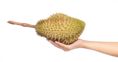 El ele tutuşan Durian meyveleri beyaz arka planda izole edilmiş.