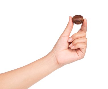 Kestane kestanesini beyaz arkaplanda soyutlamış.