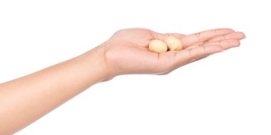 Beyaz arka planda el ele tutuşan Macadamia cevizi.