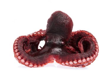 Octopus vulgaris taze beyaz arkaplandan izole.