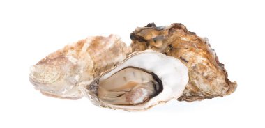 taze istiridye izole beyaz zemin üzerine