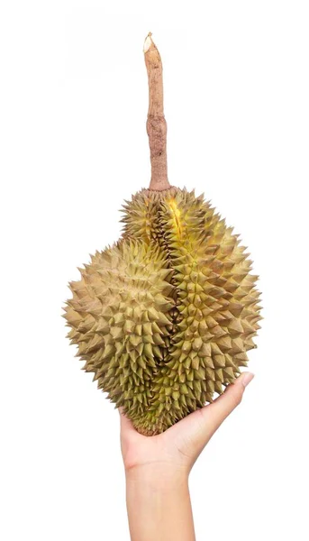 Main Tenant Durian Fruits Isolé Sur Fond Blanc — Photo