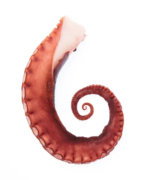 Tentakels Van Octopus Geïsoleerd Witte Achtergrond — Stockfoto