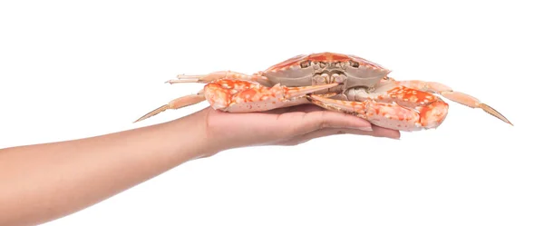 Hand Hält Gekochte Krabbe Isoliert Auf Weißem Hintergrund Zubereitet — Stockfoto