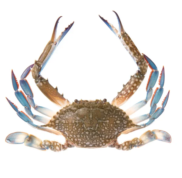 在白色背景上隔离的新鲜螃蟹 — 图库照片